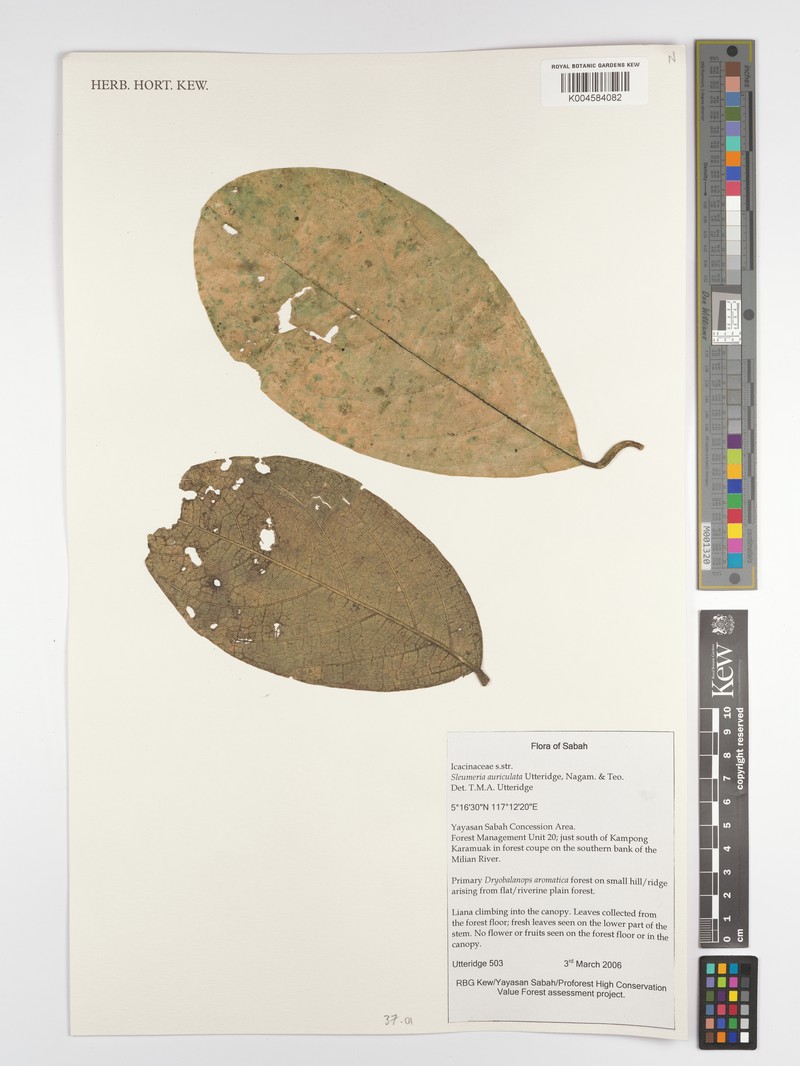 Sleumeria auriculata photo 4