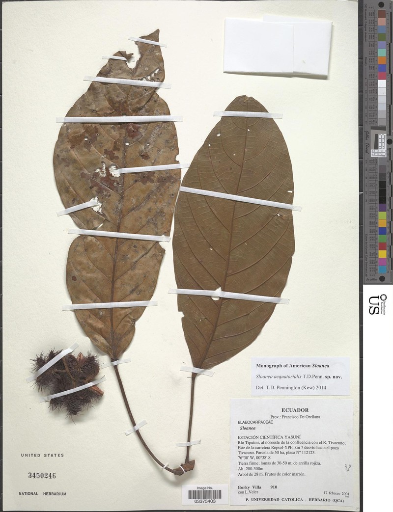 Sloanea aequatorialis