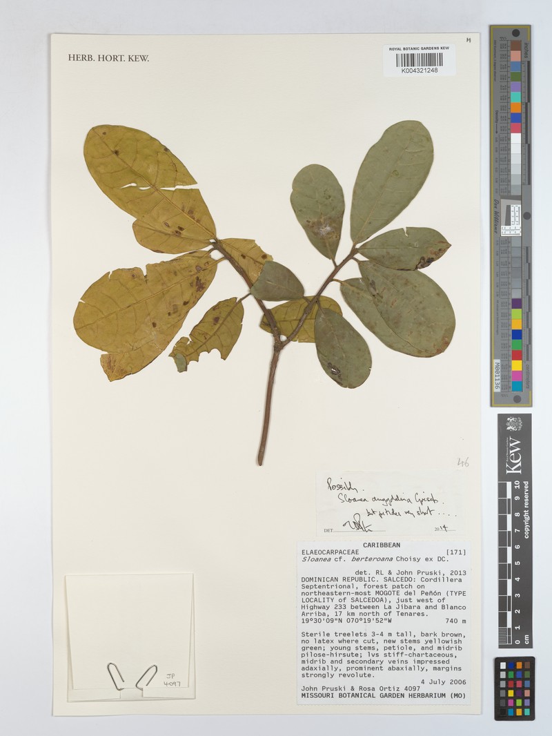 Sloanea amygdalina subsp. amygdalina