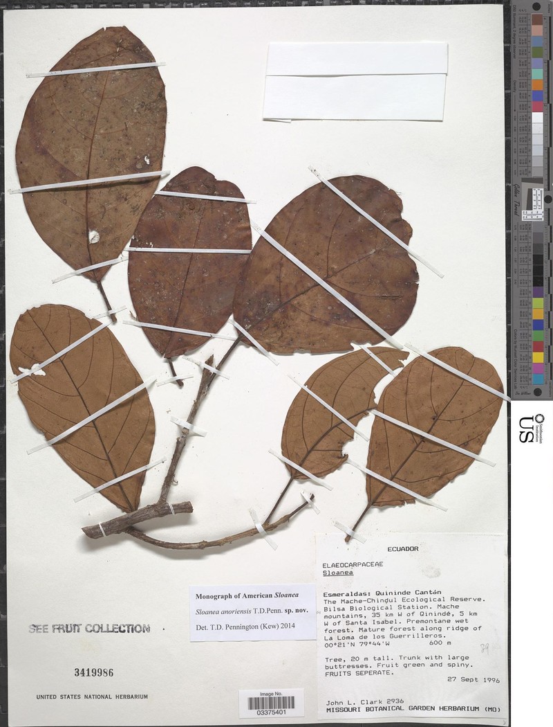 Sloanea anoriensis