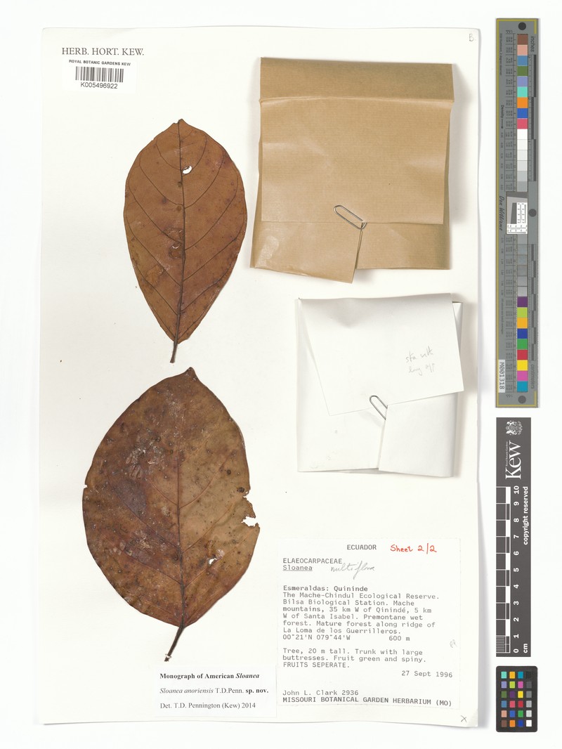 Sloanea anoriensis photo 2