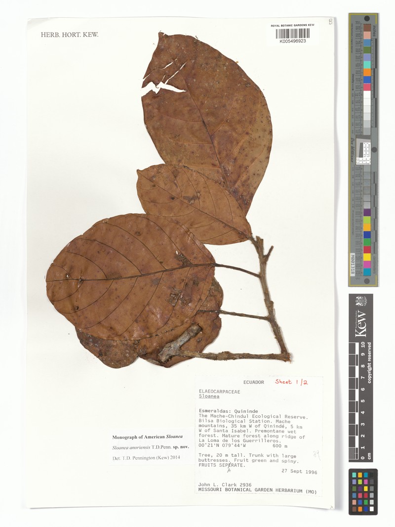 Sloanea anoriensis photo 3