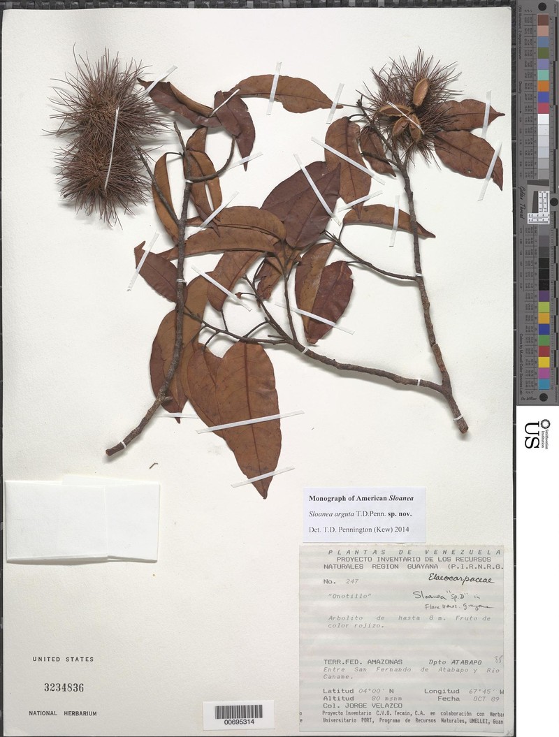 Sloanea arguta
