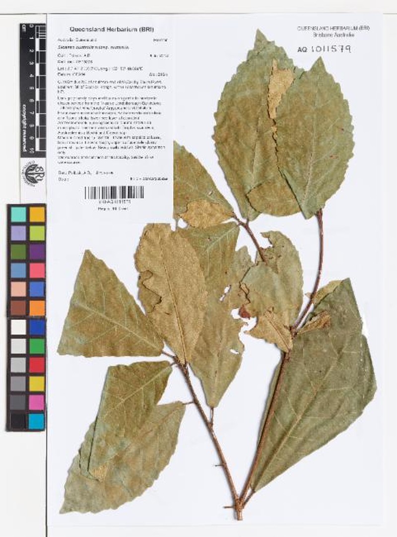 Sloanea australis subsp. australis