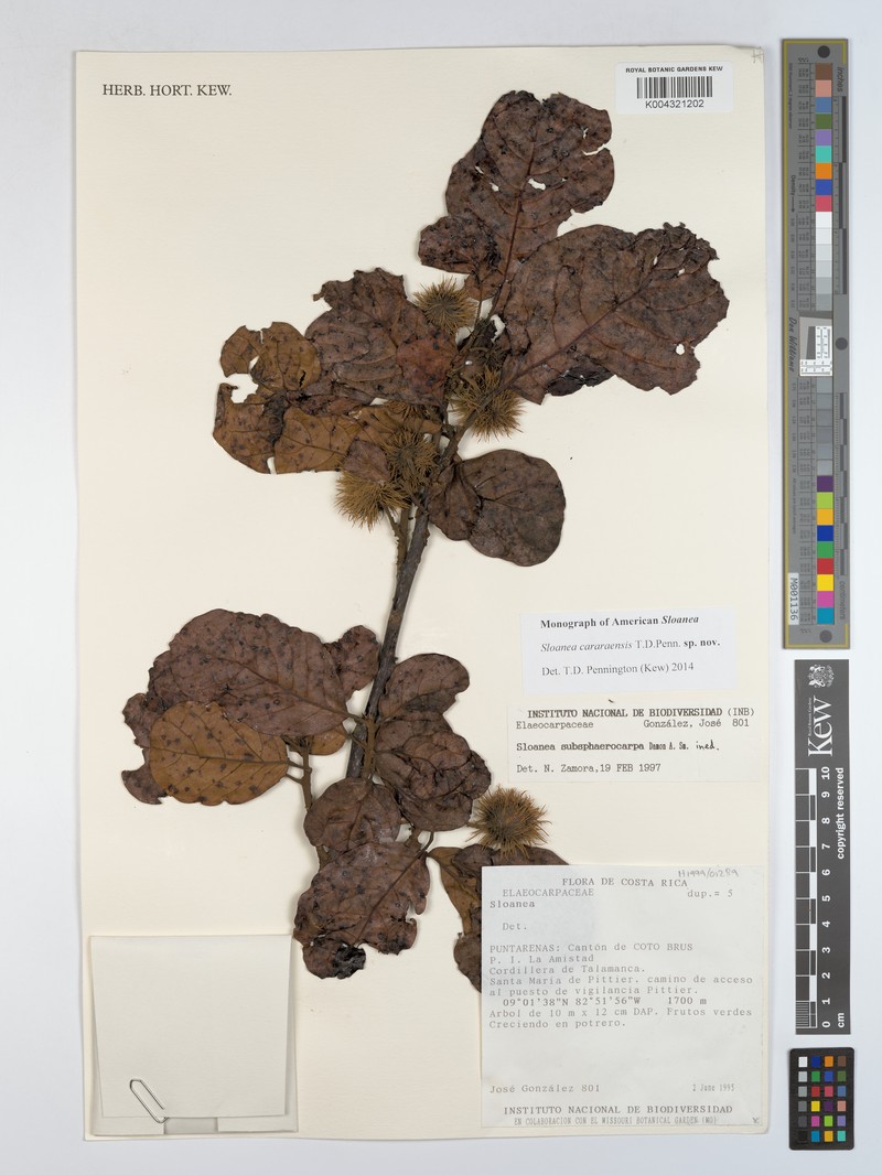 Sloanea cararaensis