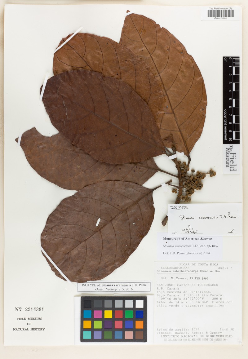 Sloanea cararaensis photo 2