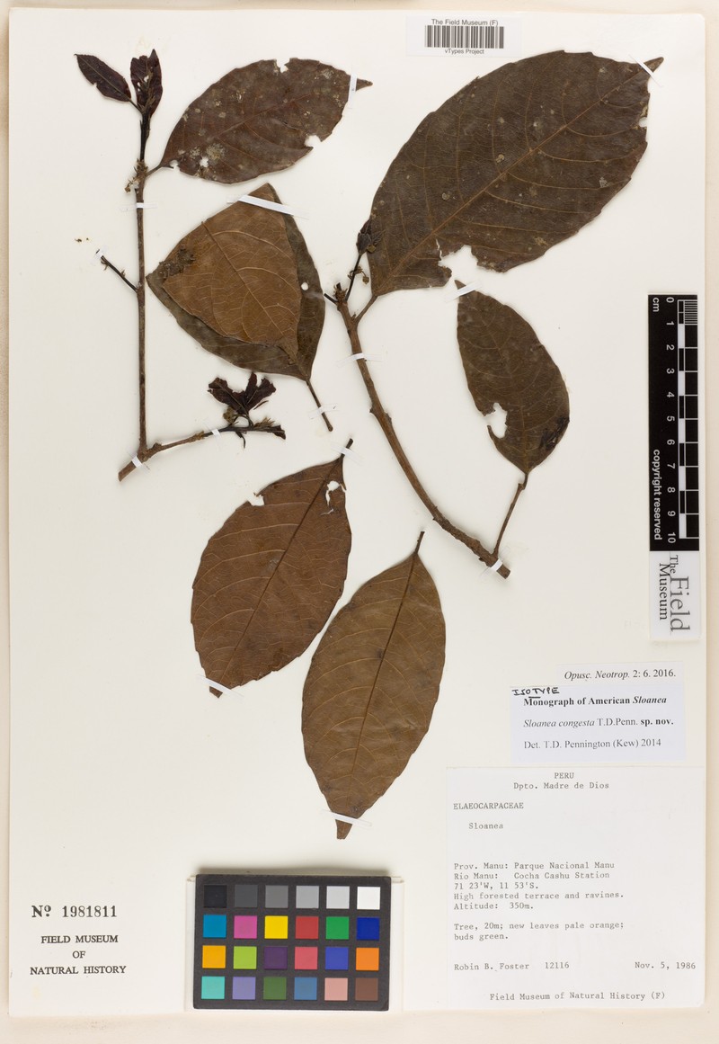 Sloanea congesta
