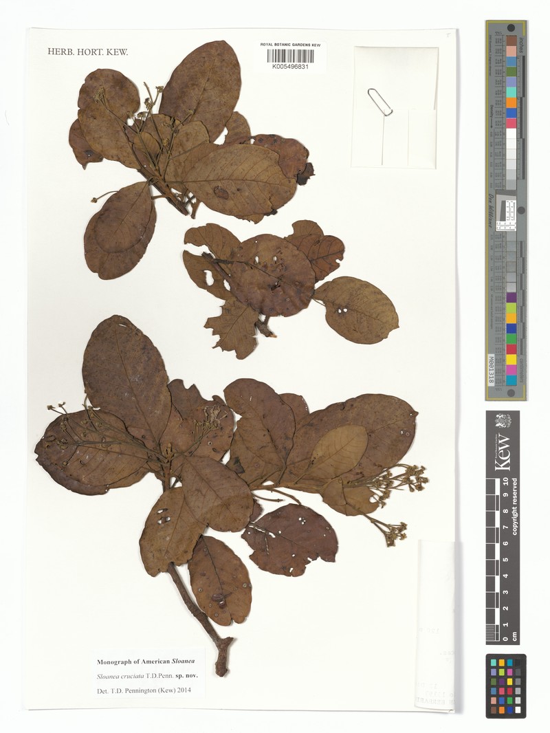 Sloanea cruciata