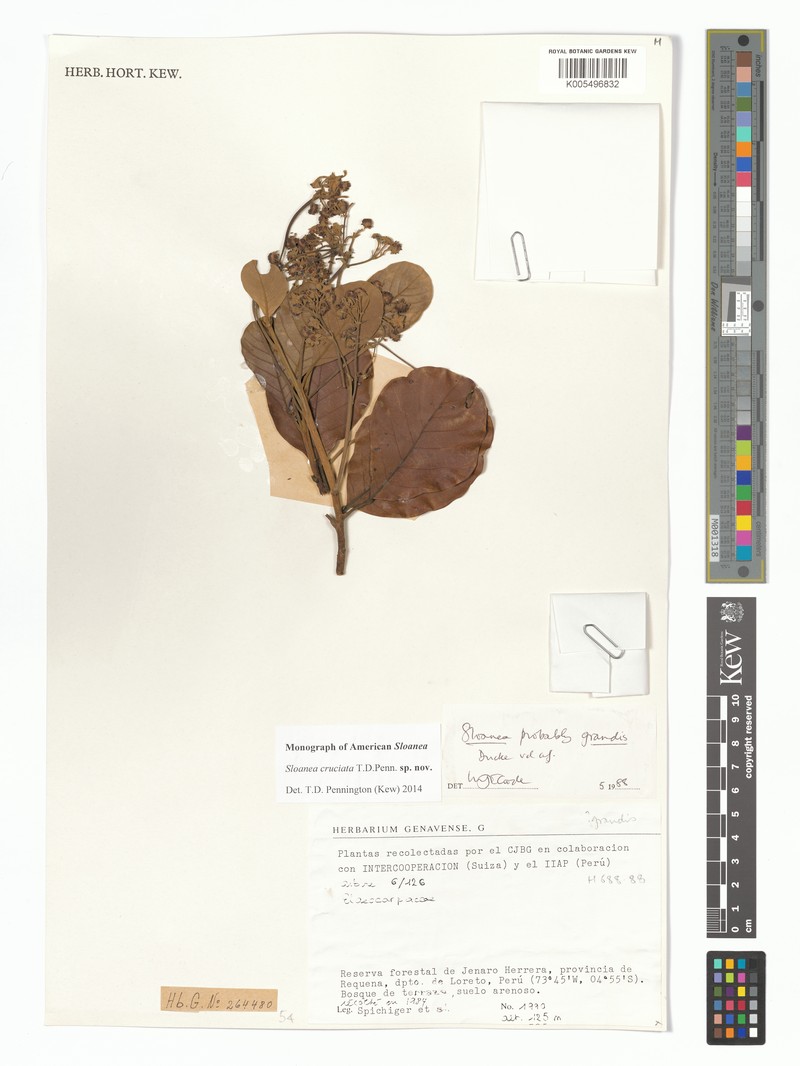 Sloanea cruciata photo 2