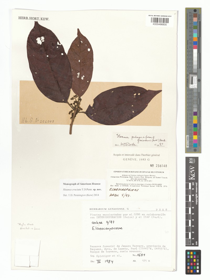 Sloanea cruciata photo 3