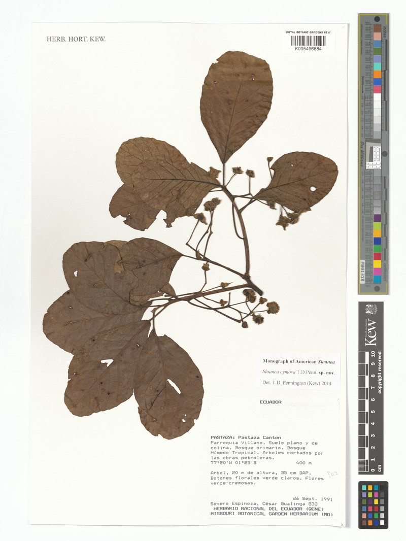 Sloanea cymosa