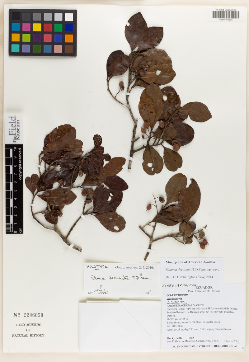 Sloanea decussata