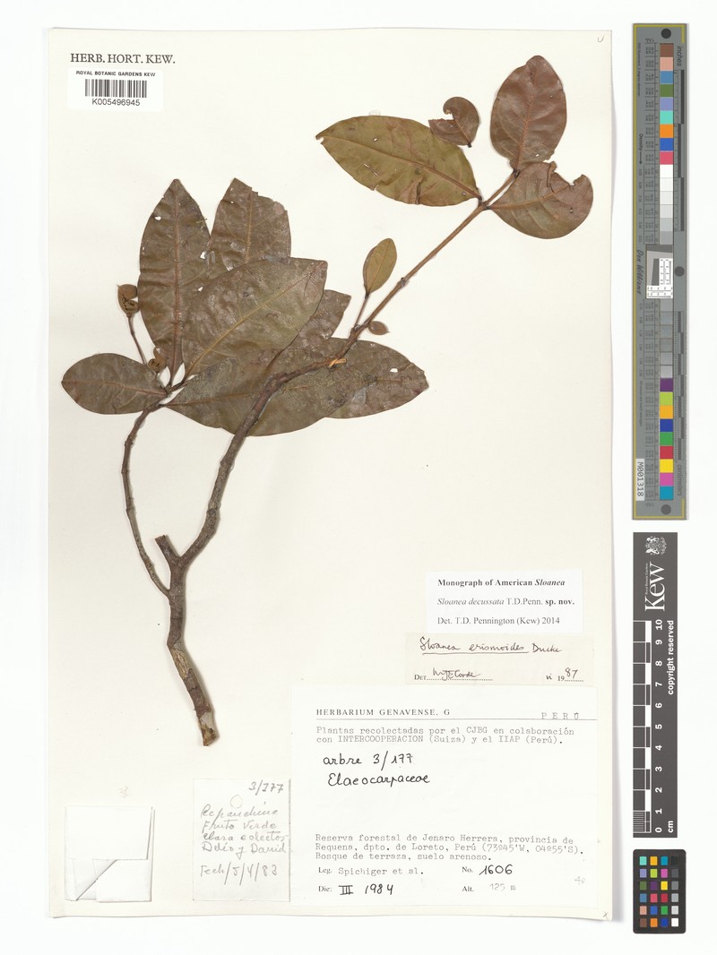 Sloanea decussata photo 2