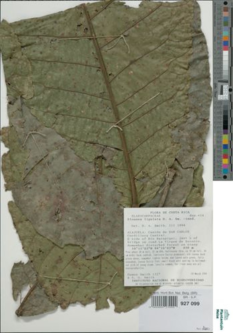 Sloanea ensiformis