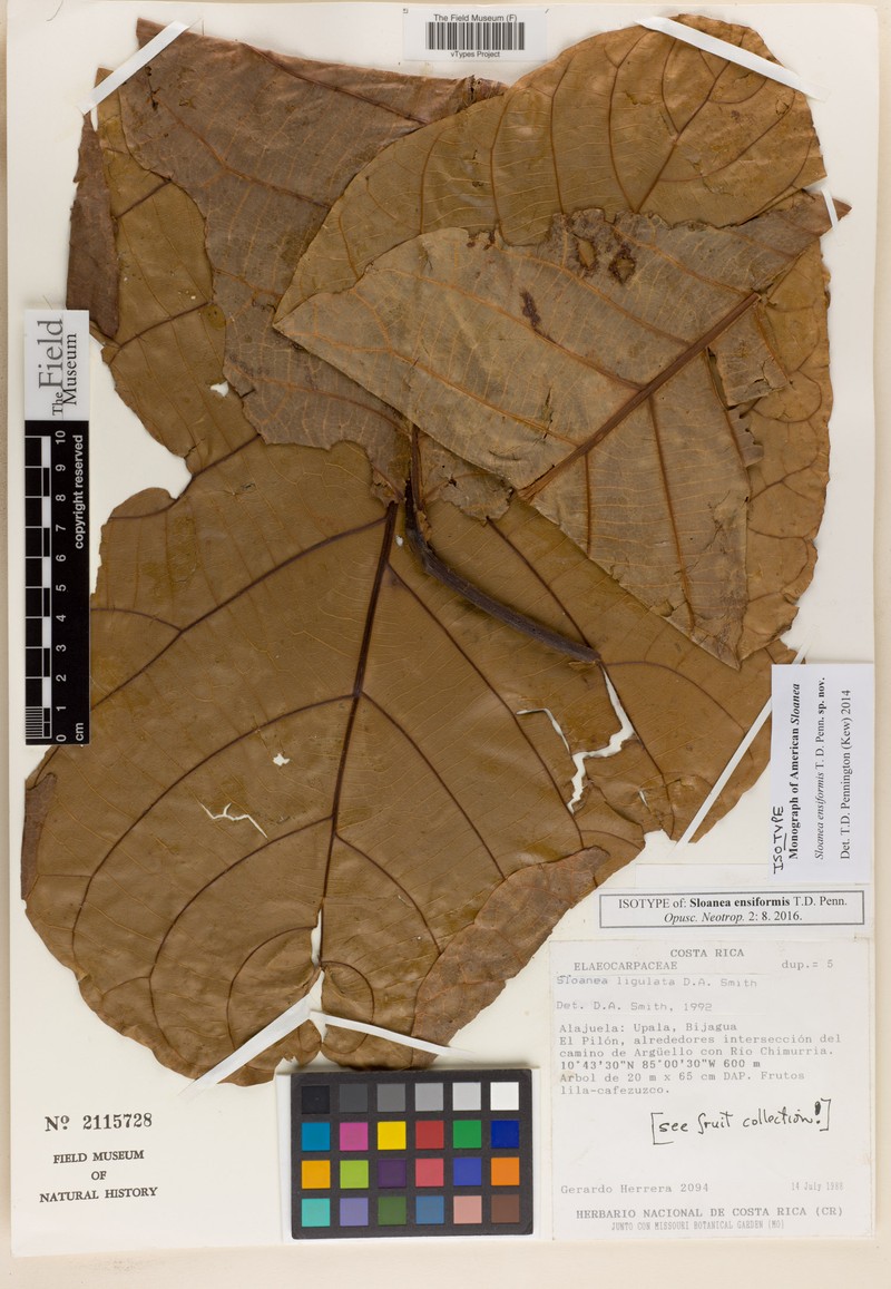 Sloanea ensiformis photo 2