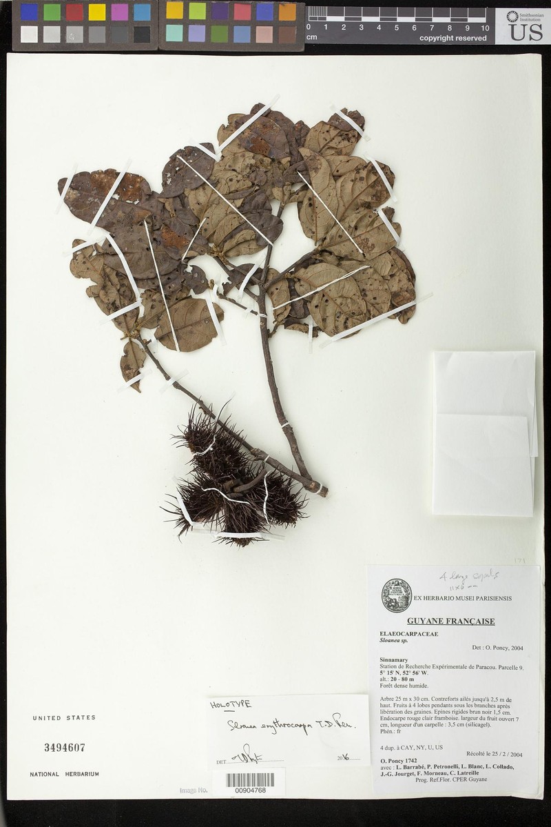 Sloanea erythrocarpa