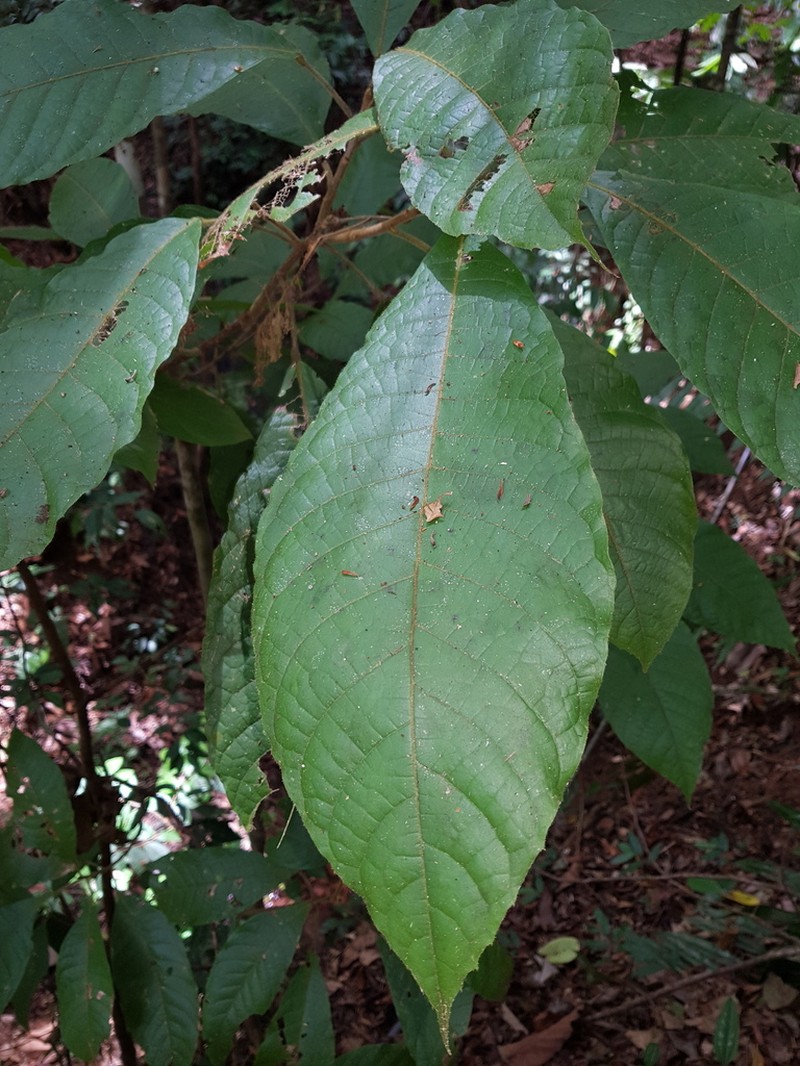 Sloanea eugenifloresiae