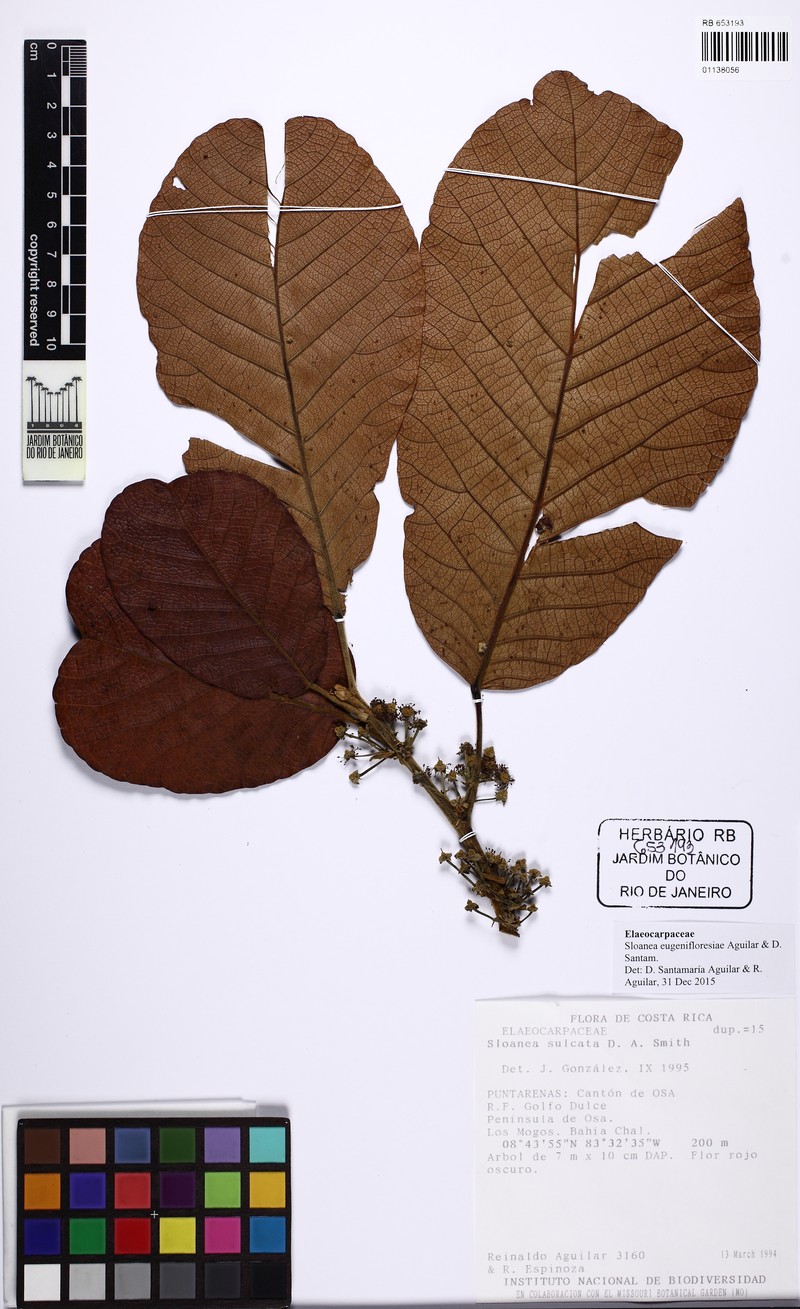 Sloanea eugenifloresiae photo 2