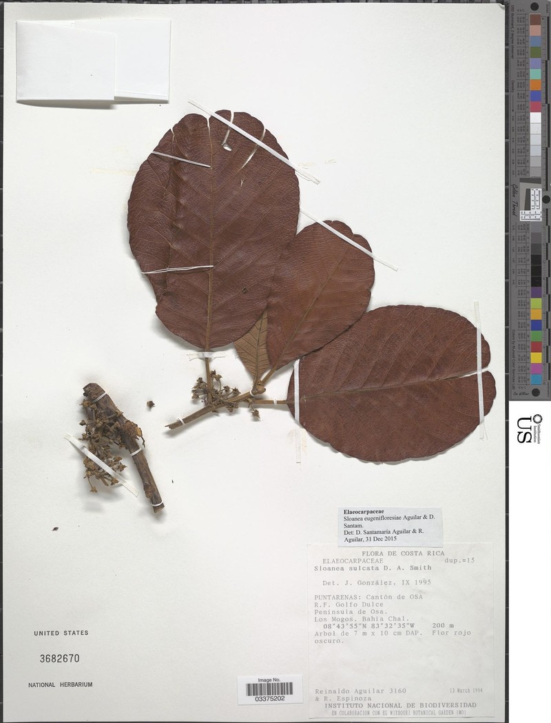 Sloanea eugenifloresiae photo 3