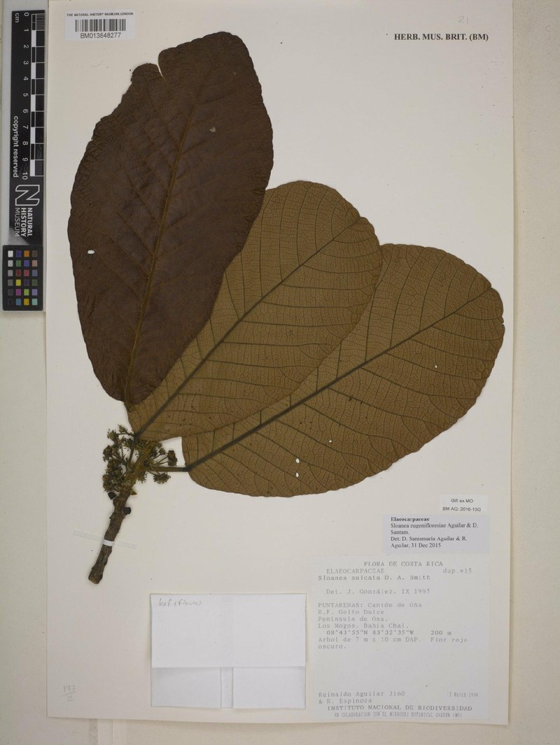 Sloanea eugenifloresiae photo 4