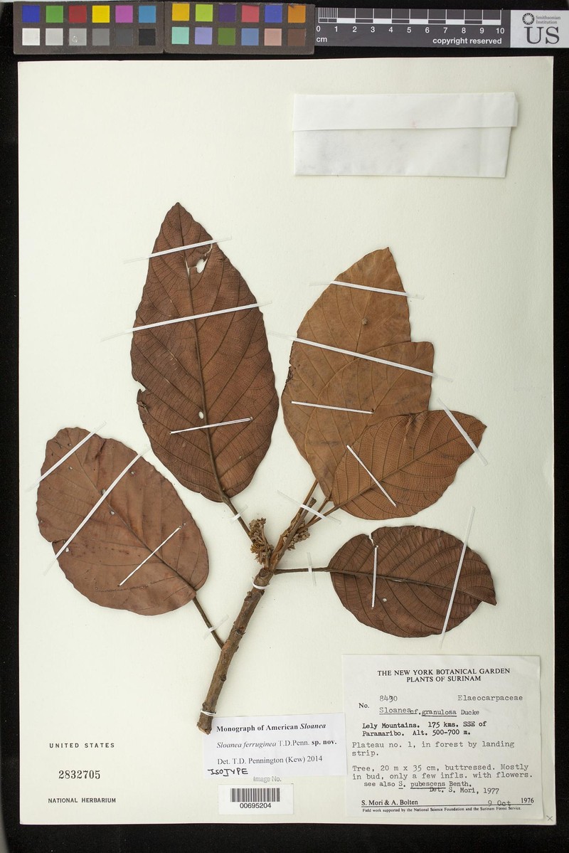 Sloanea ferruginea
