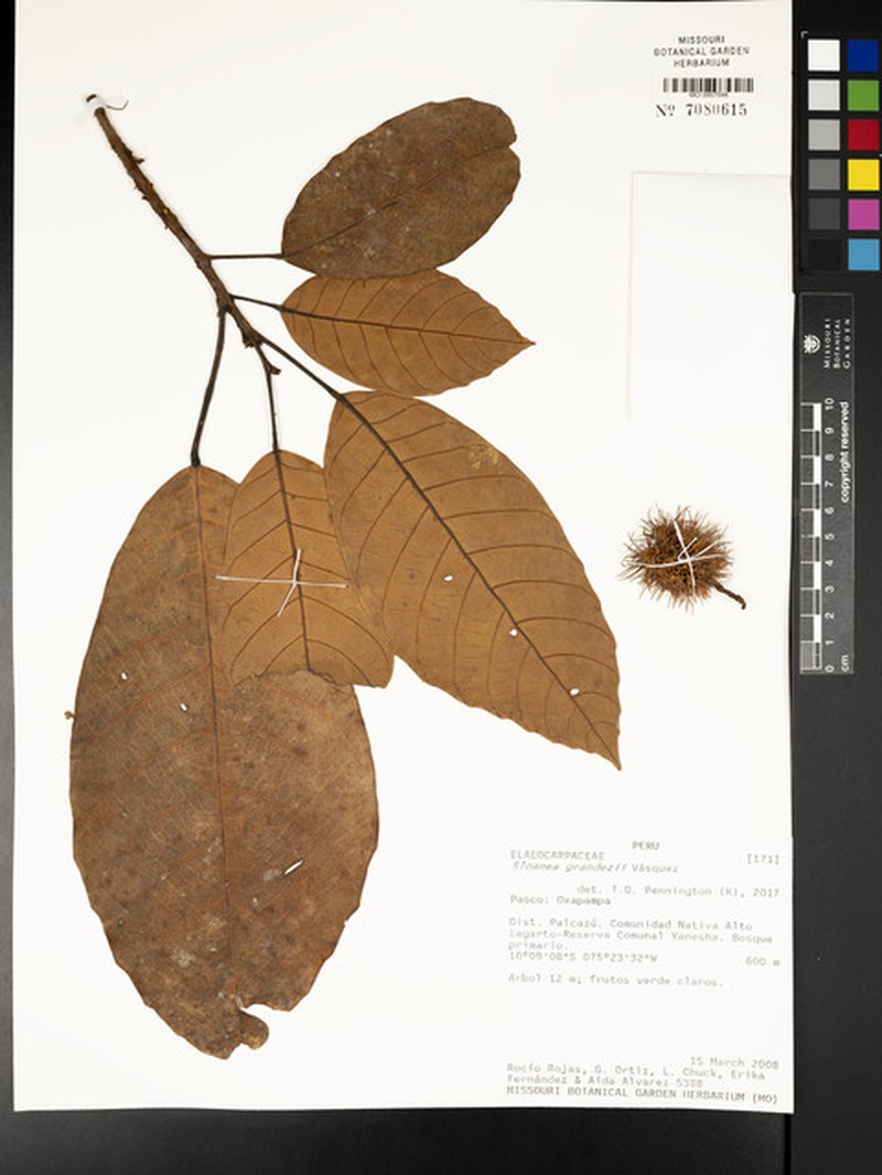 Sloanea grandezii