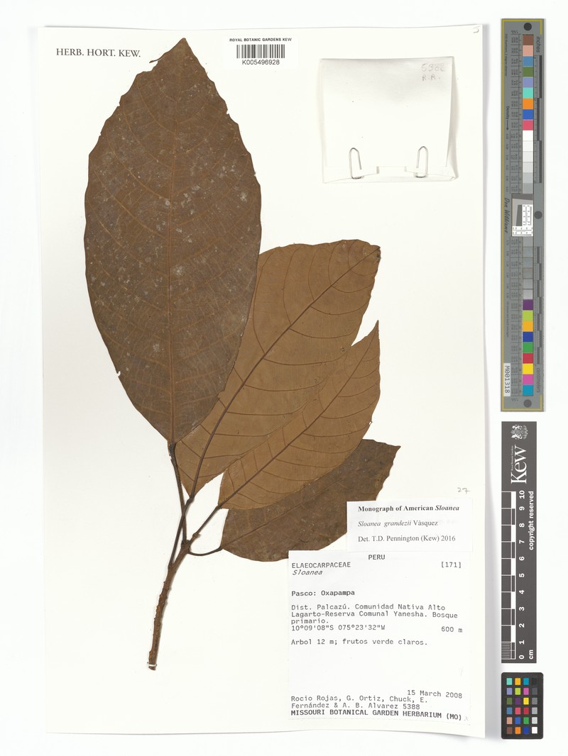 Sloanea grandezii photo 2