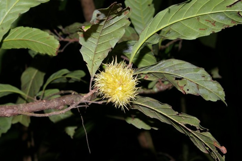 Sloanea grandezii photo 3