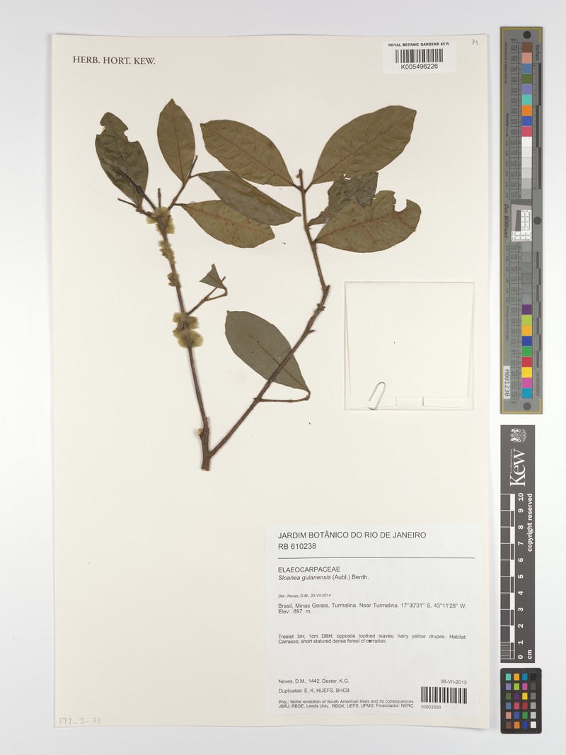 Sloanea guianensis subsp. guianensis