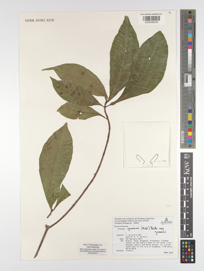 Sloanea guianensis subsp. guianensis photo 2