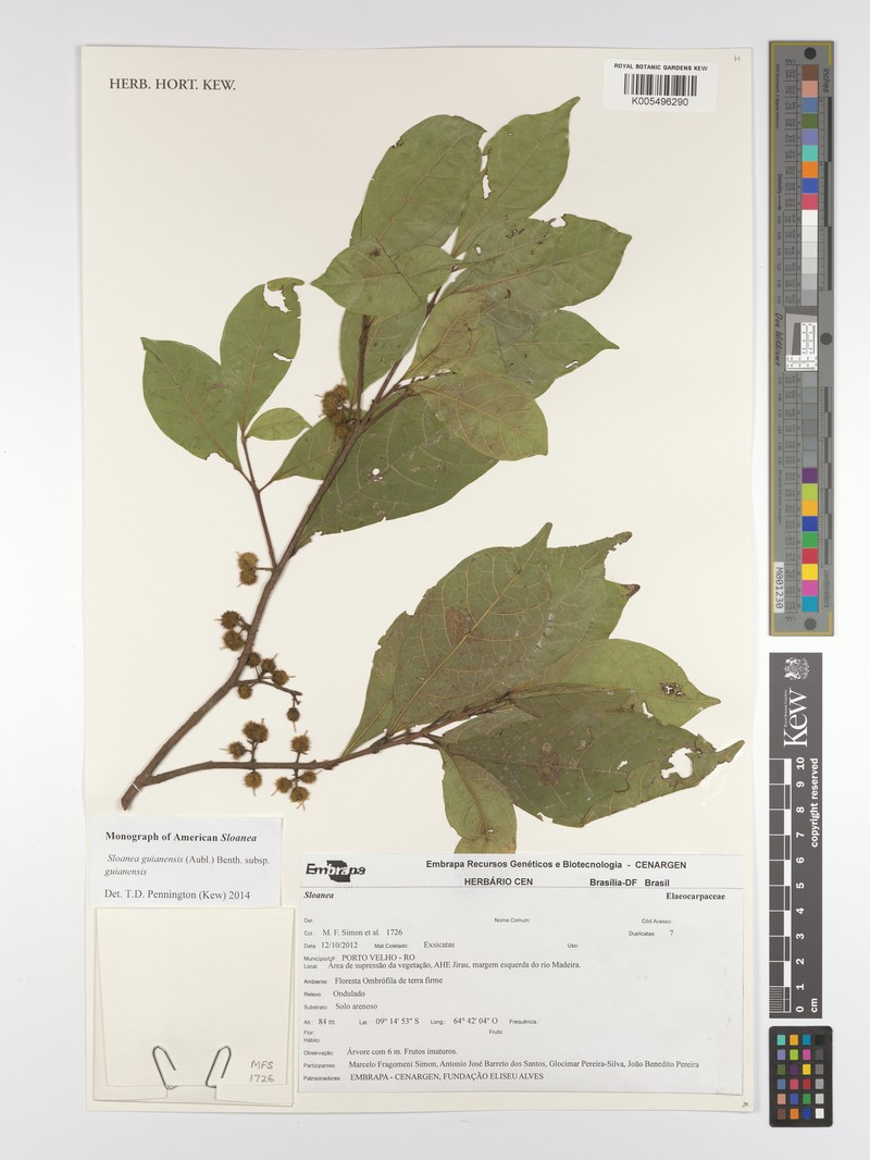 Sloanea guianensis subsp. guianensis photo 3
