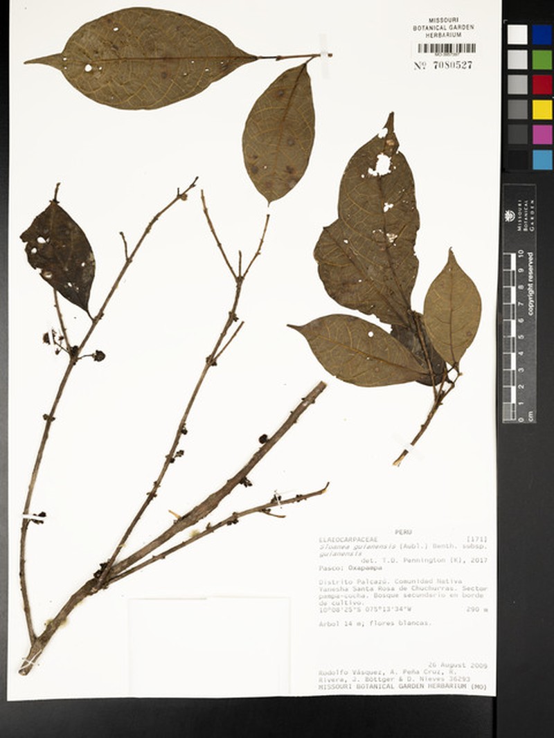 Sloanea guianensis subsp. guianensis photo 4