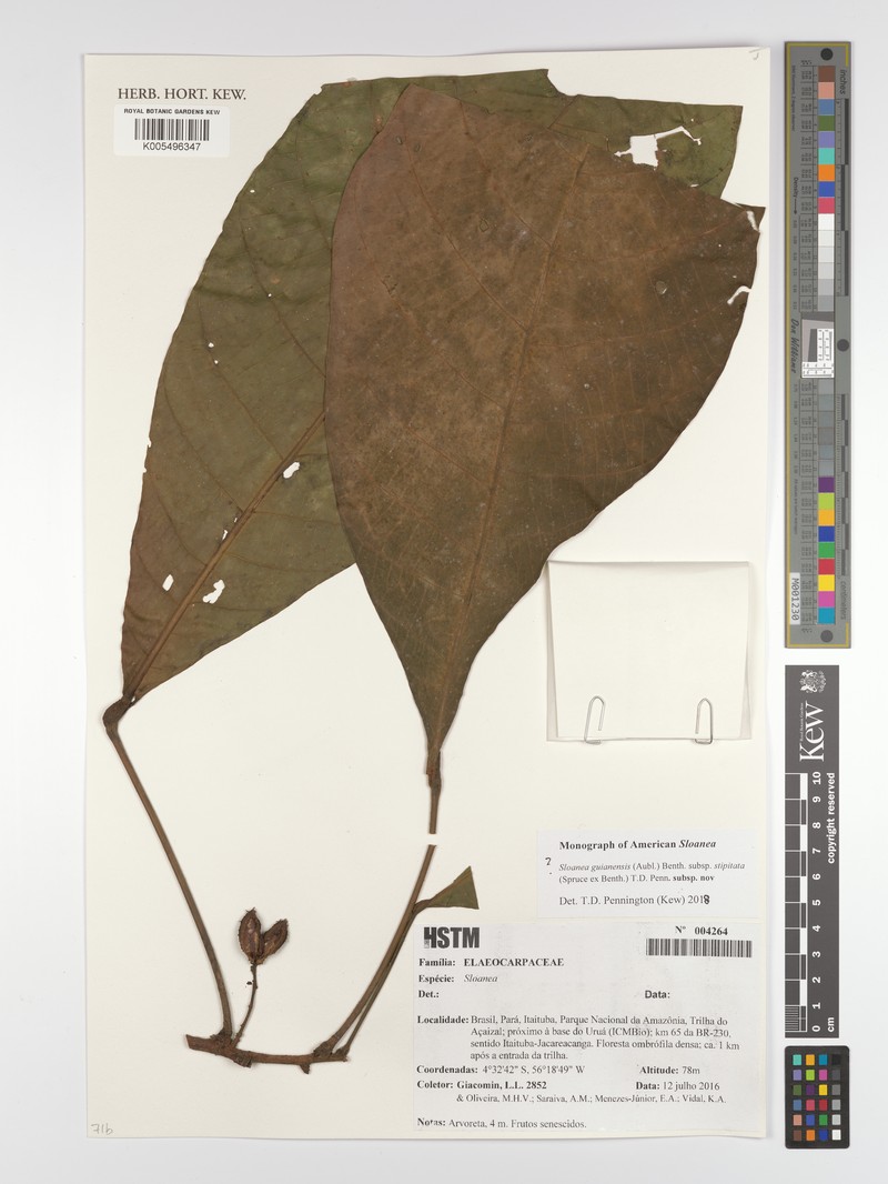 Sloanea guianensis subsp. stipitata