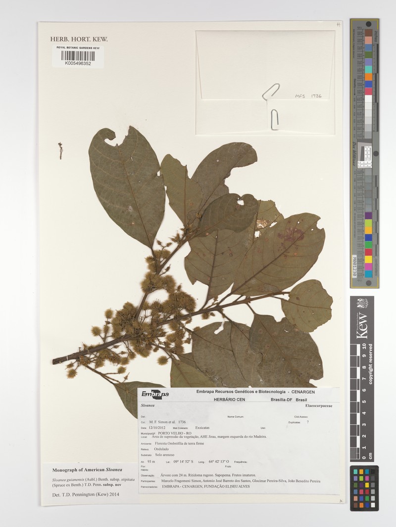 Sloanea guianensis subsp. stipitata photo 2