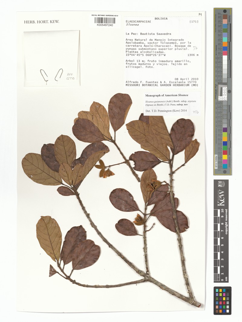 Sloanea guianensis subsp. stipitata photo 3