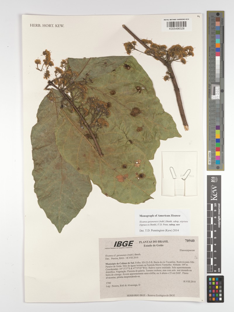 Sloanea guianensis subsp. stipitata photo 4