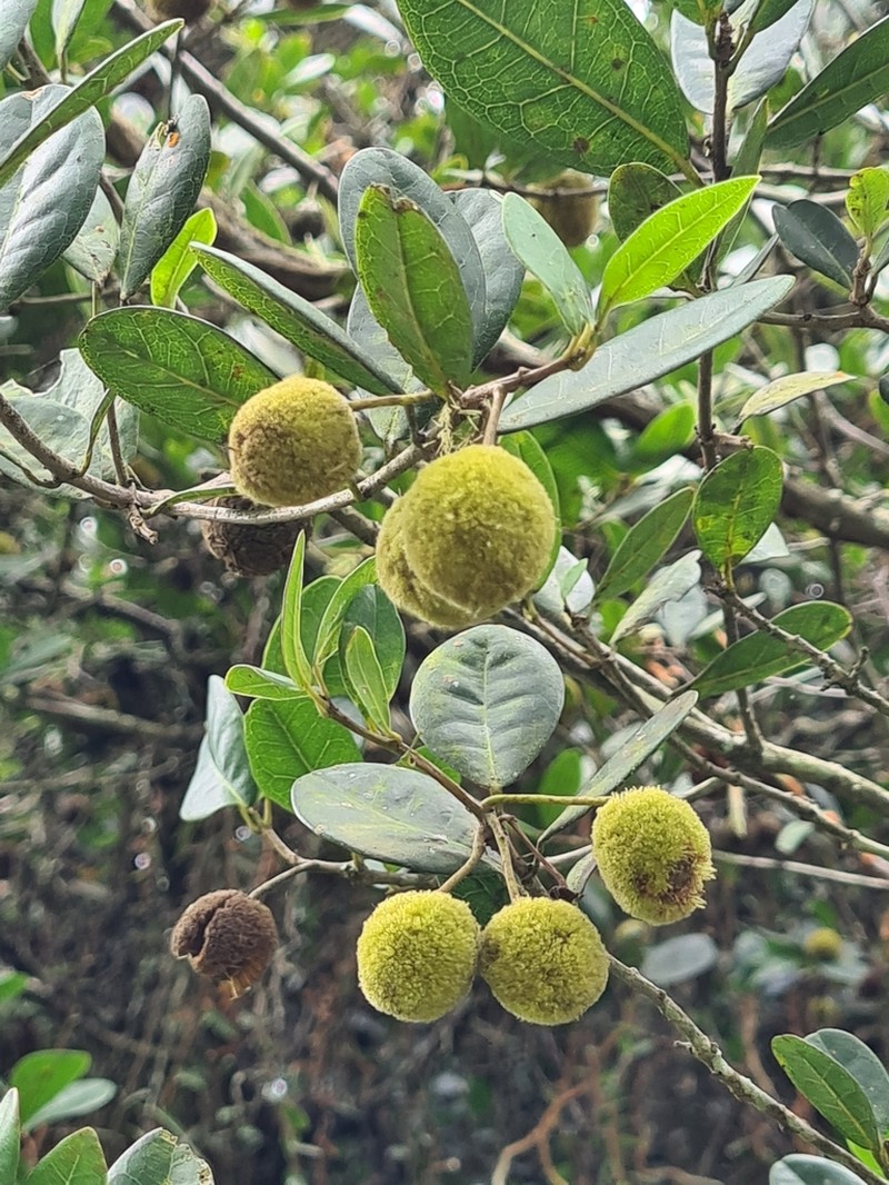 Sloanea hatschbachii