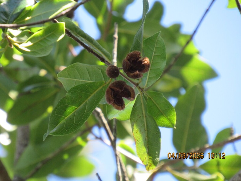 Sloanea hatschbachii photo 4