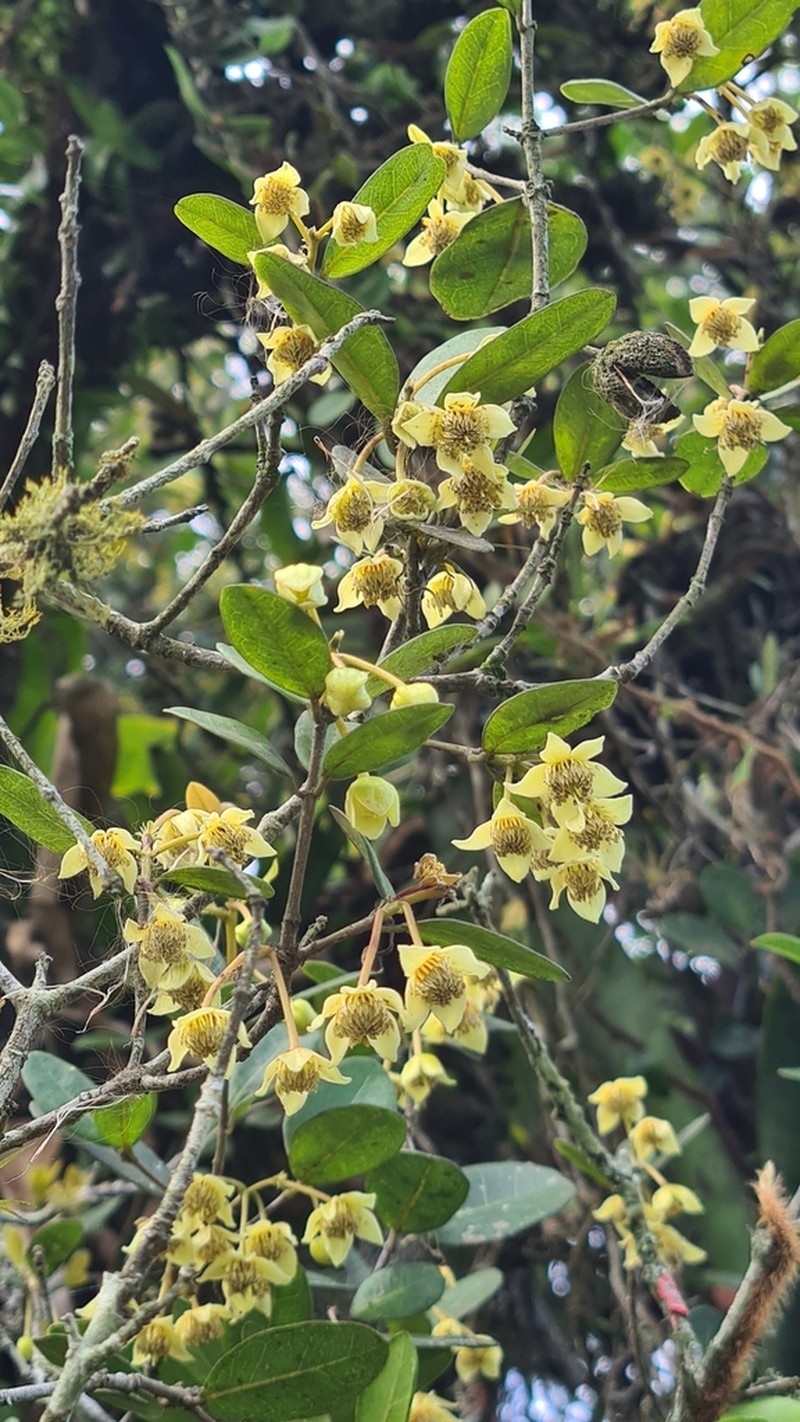 Sloanea hatschbachii photo 5