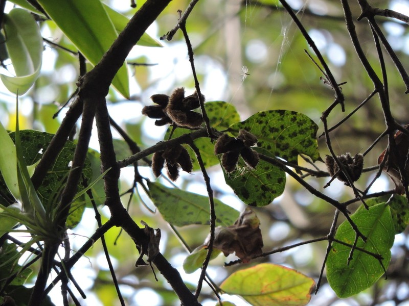 Sloanea hatschbachii photo 6