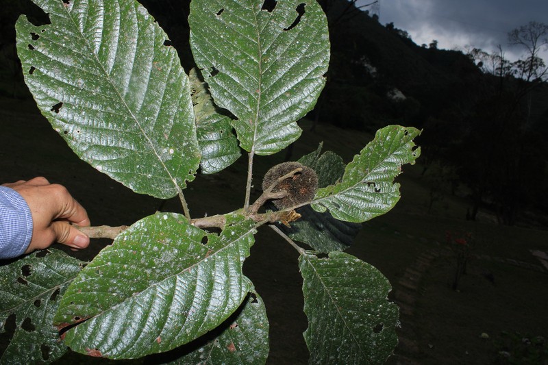 Sloanea helianthoides photo 2