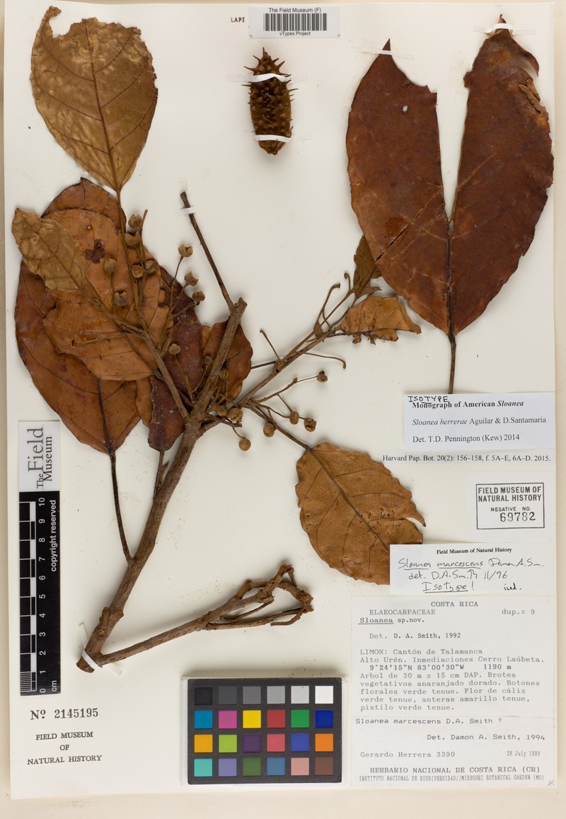 Sloanea herrerae