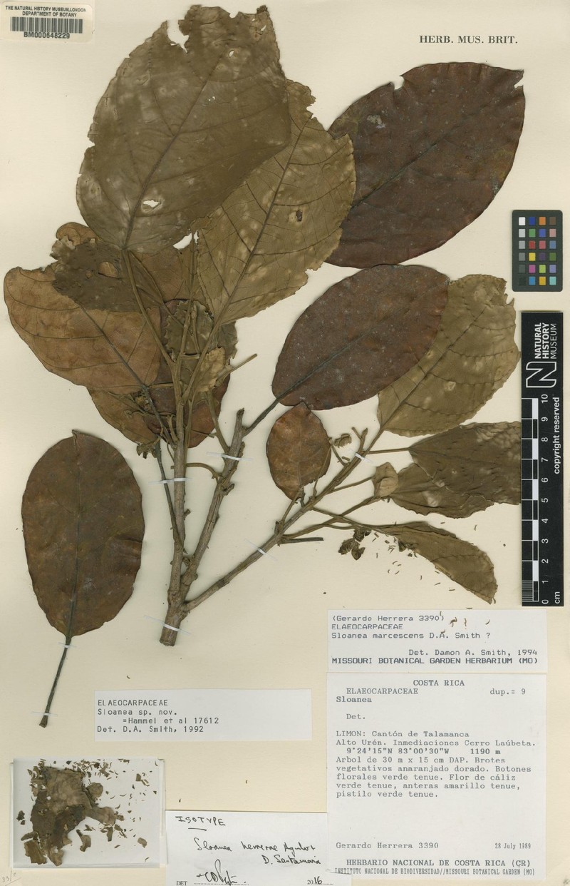 Sloanea herrerae photo 2