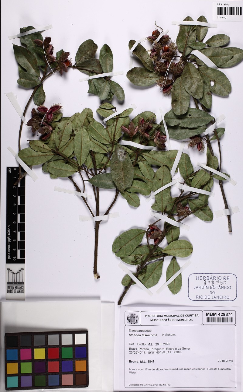 Sloanea hirsuta subsp. hirsuta