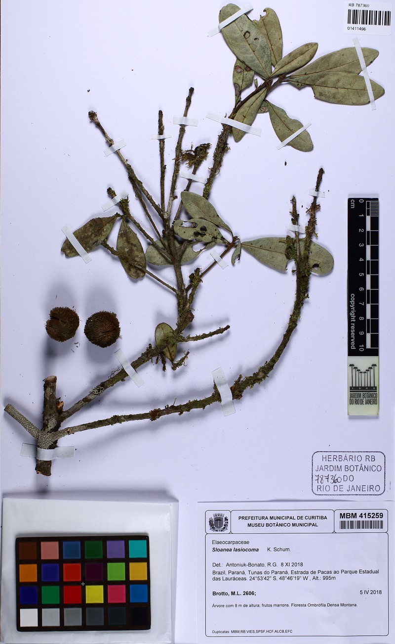 Sloanea hirsuta subsp. hirsuta photo 2