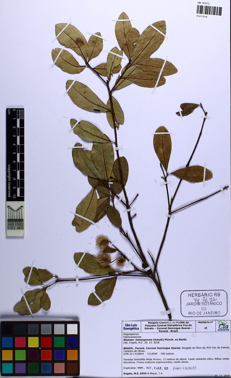 Sloanea hirsuta subsp. hirsuta photo 3