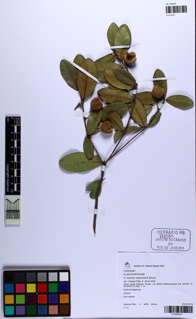 Sloanea hirsuta subsp. hirsuta photo 4