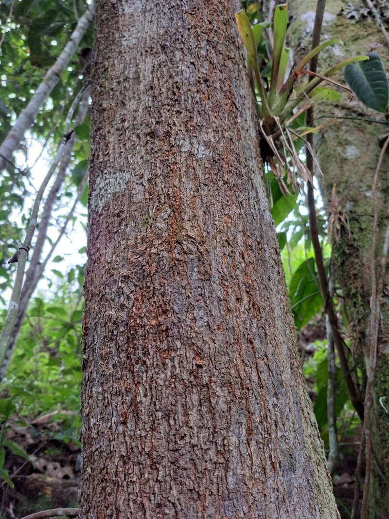Sloanea huilaeana