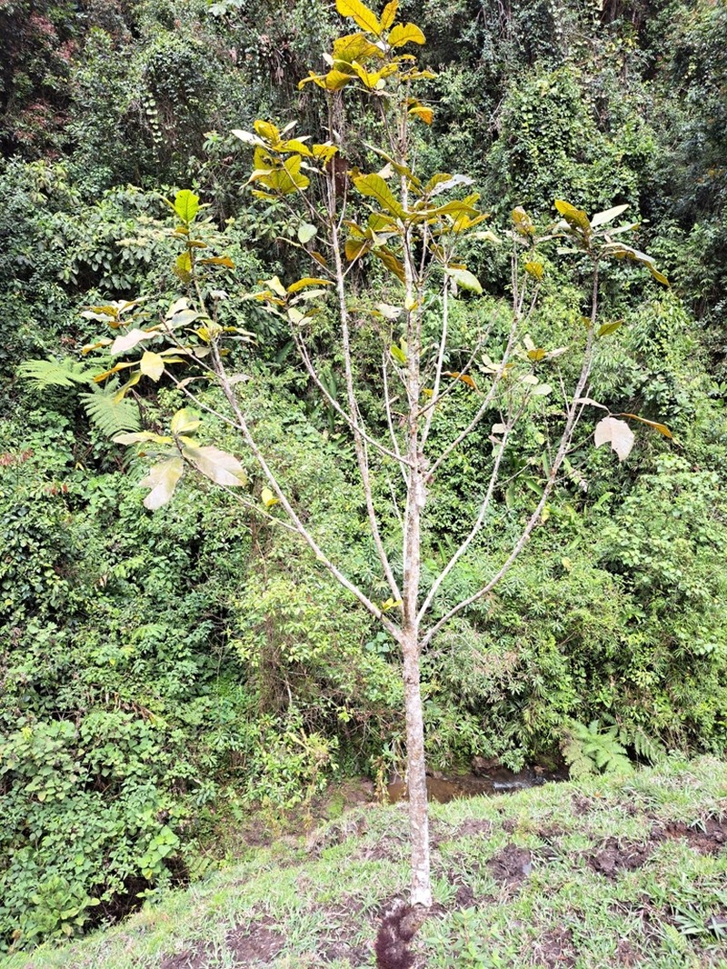 Sloanea huilaeana photo 3