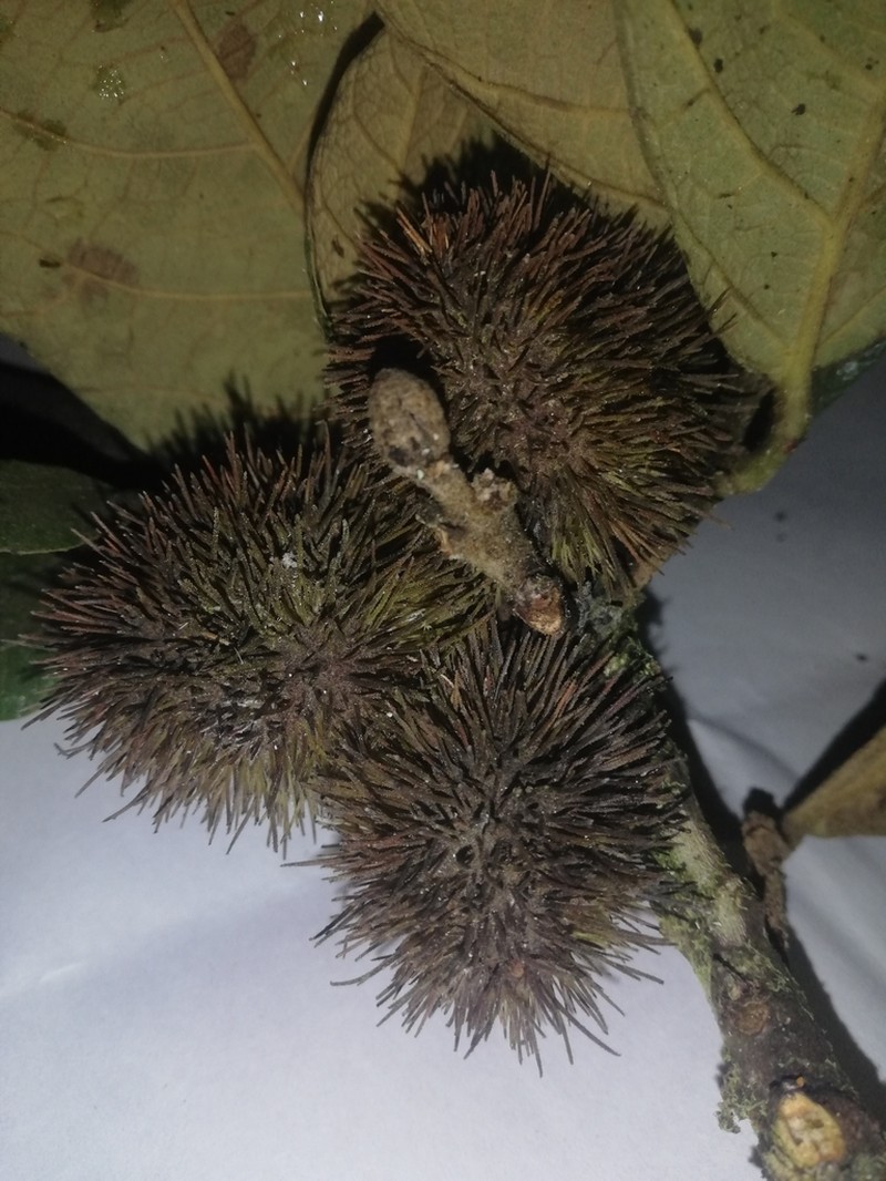 Sloanea huilaeana photo 5